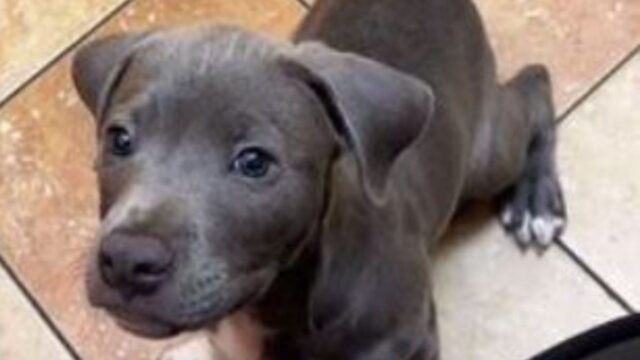 Il cucciolo di cane è rimasto bloccato in clinica per tre settimane: il proprietario non lo voleva più