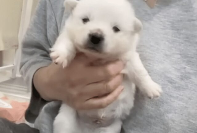 Questo cucciolo di cane è stato abbandonato fuori dal rifugio per un motivo estremamente triste