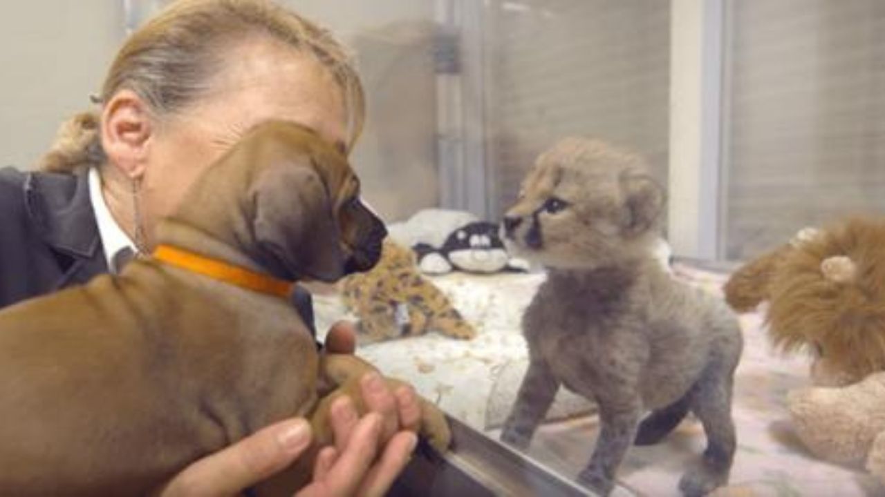 cucciolo di cane e di ghepardo