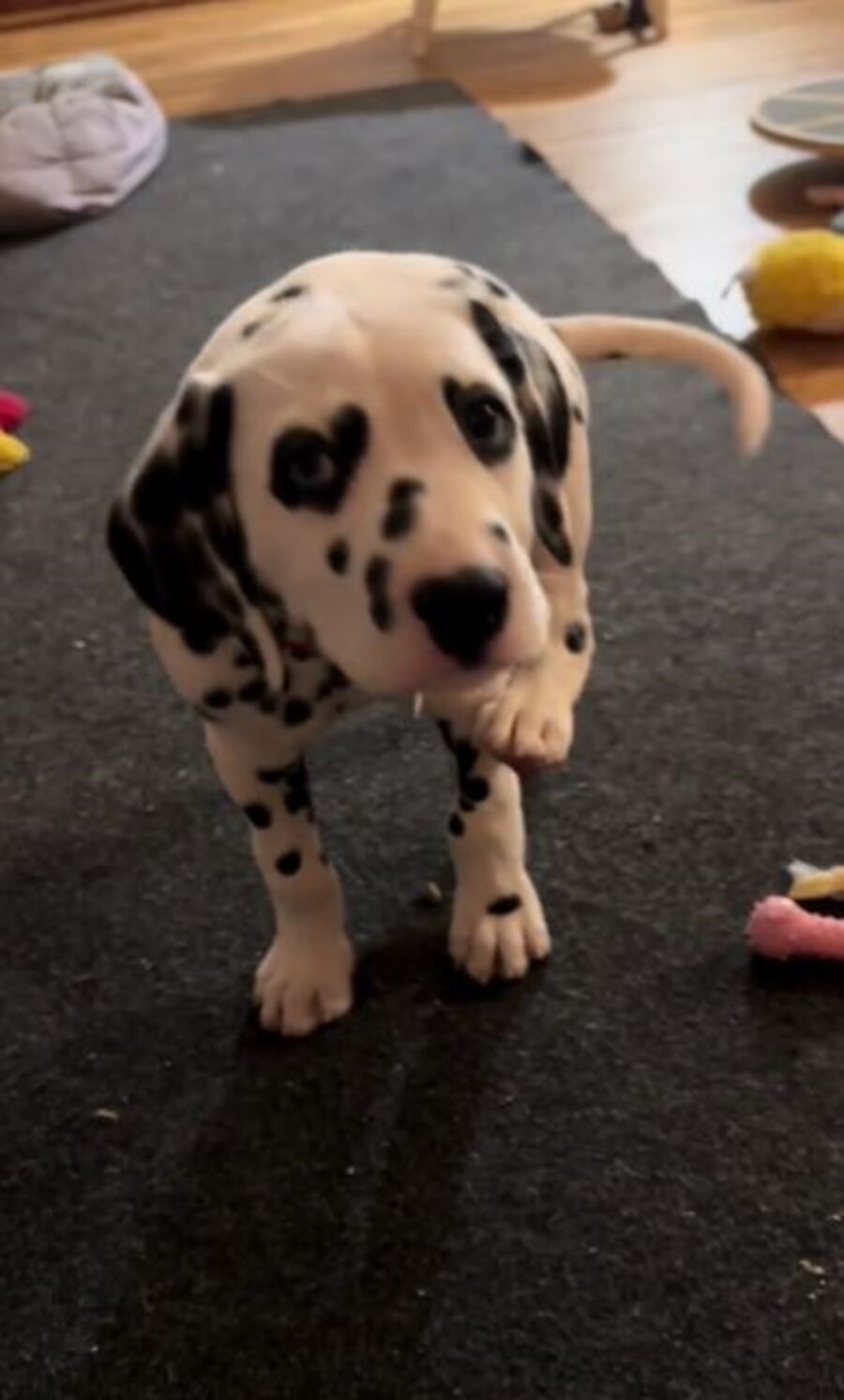 un cucciolo di razza Dalmata