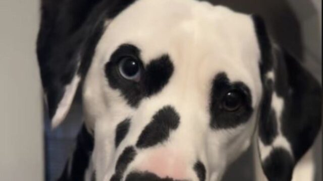 Questo Dalmata ha delle caratteristiche speciali che lo stanno facendo diventare un vero idolo