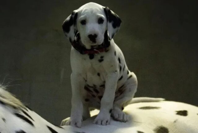 Sono bellissimi: il cucciolo di Dalmata pensa di far parte di questa famiglia di cavalli