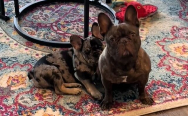 I cuccioli di Bulldog Francese iniziano a disperarsi e confortarsi tra loro quando pensano che la famiglia se ne stia andando (VIDEO)