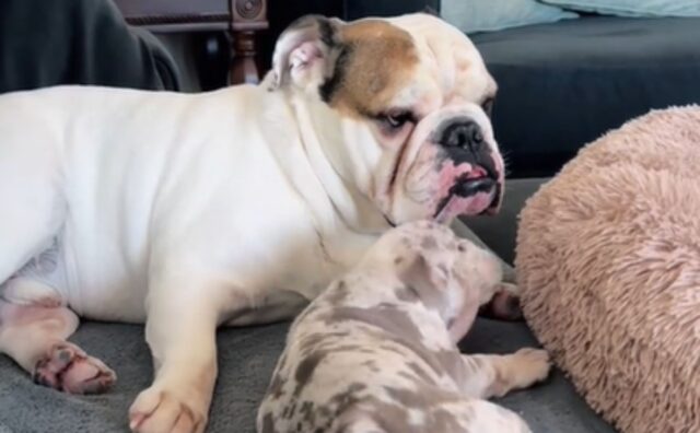 Il tentativo del Bulldog di coccolare il suo fratello maggiore è un vero concentrato di tenerezza (VIDEO)