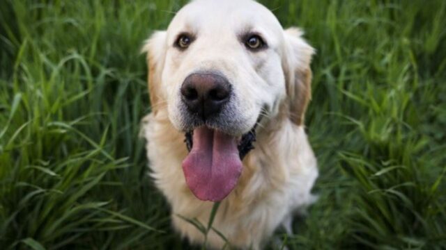 Il Golden Retriever inizia a fare i capricci: vuole che la sua mamma faccia una cosa divertente con lui