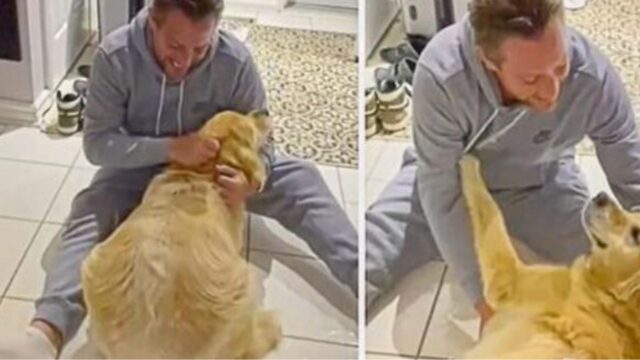 Dopo 10 mesi di lontananza questo cane si riunisce al suo padrone e non può fare a meno di emozionarsi