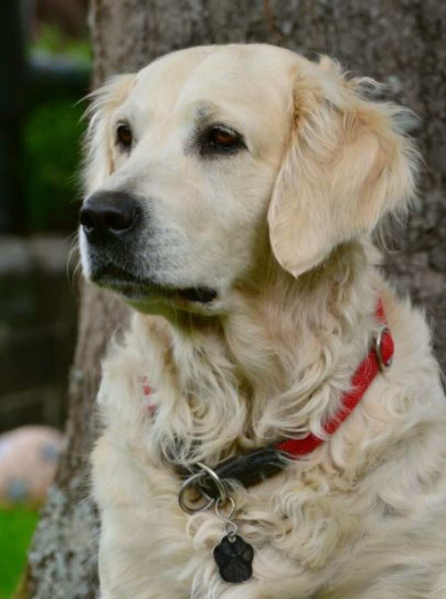 un cane con il collare