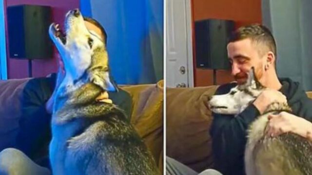 Sì, questa Husky si è distinta per un’abilità canora davvero molto, molto particolare