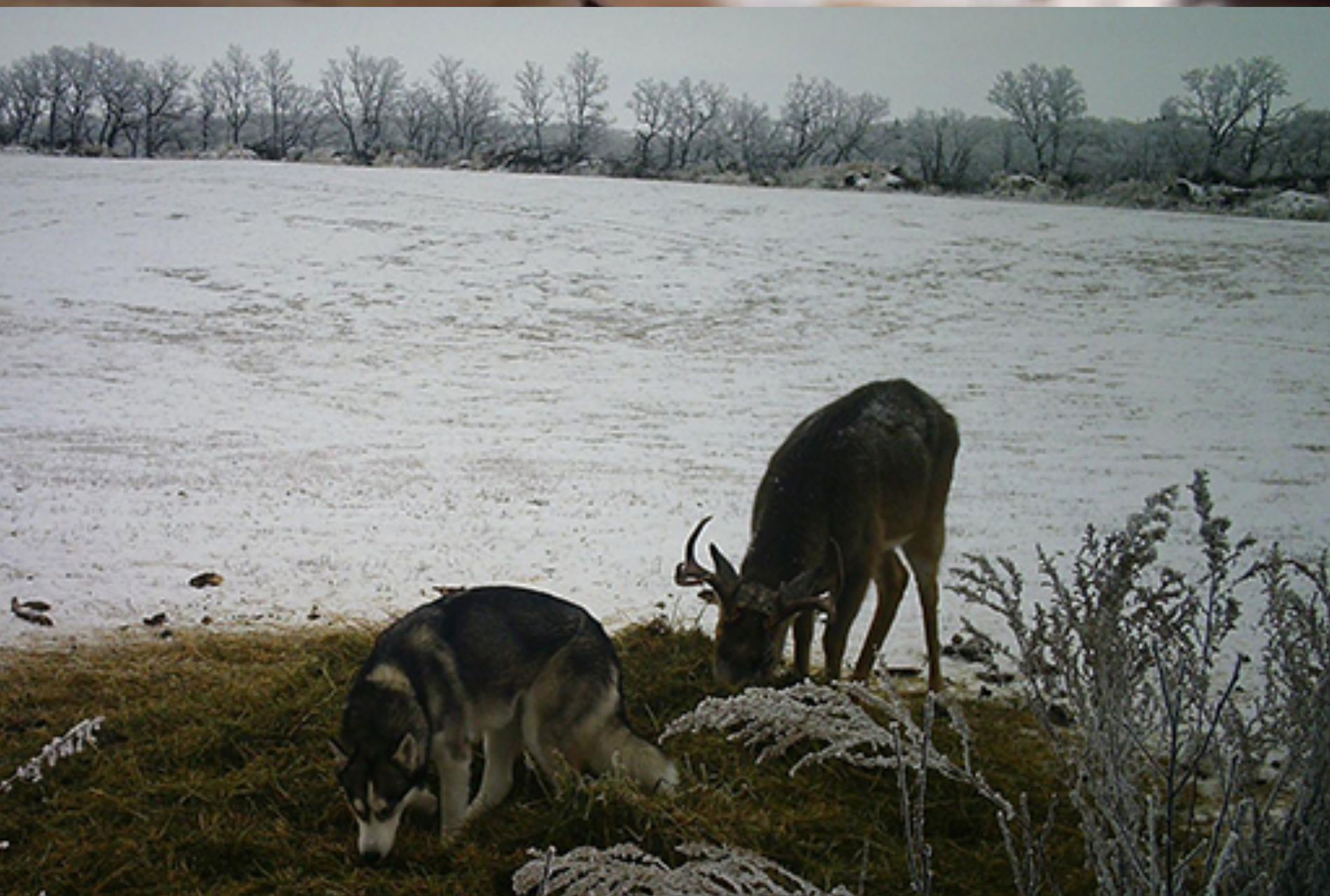 husky con cervo