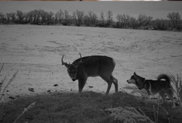 Il cane smarrito viene ripreso nella foresta, mentre fa amicizia con un maestoso cervo