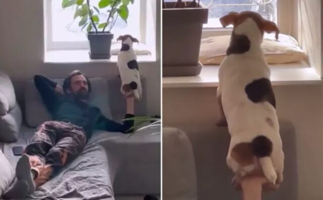 Sa come raggiungere il suo obiettivo: così il Jack Russell manipola alla perfezione il suo proprietario (VIDEO)