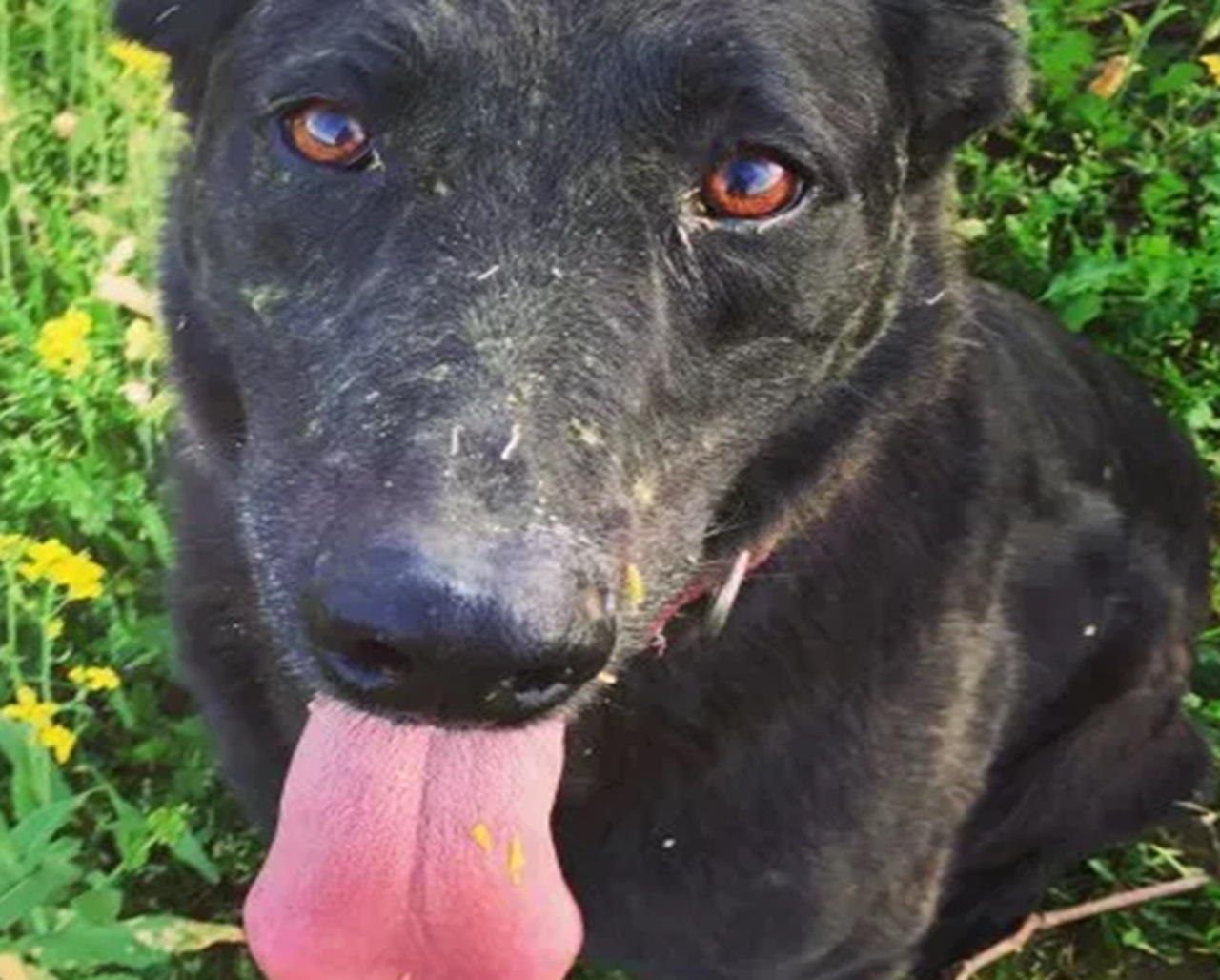 Cane nero con la lingua di fuori