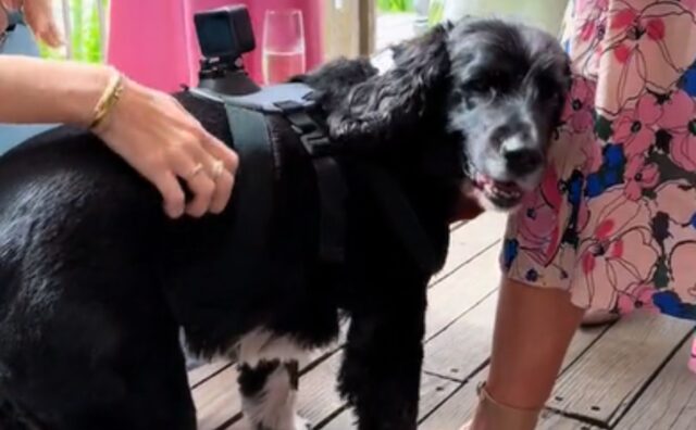 Questo Spaniel ha trovato un lavoro unico: fa l’assistente fotografo ai matrimoni (VIDEO)