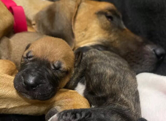 Mamma cane emaciata e con tanti cuccioli trovata nel bosco