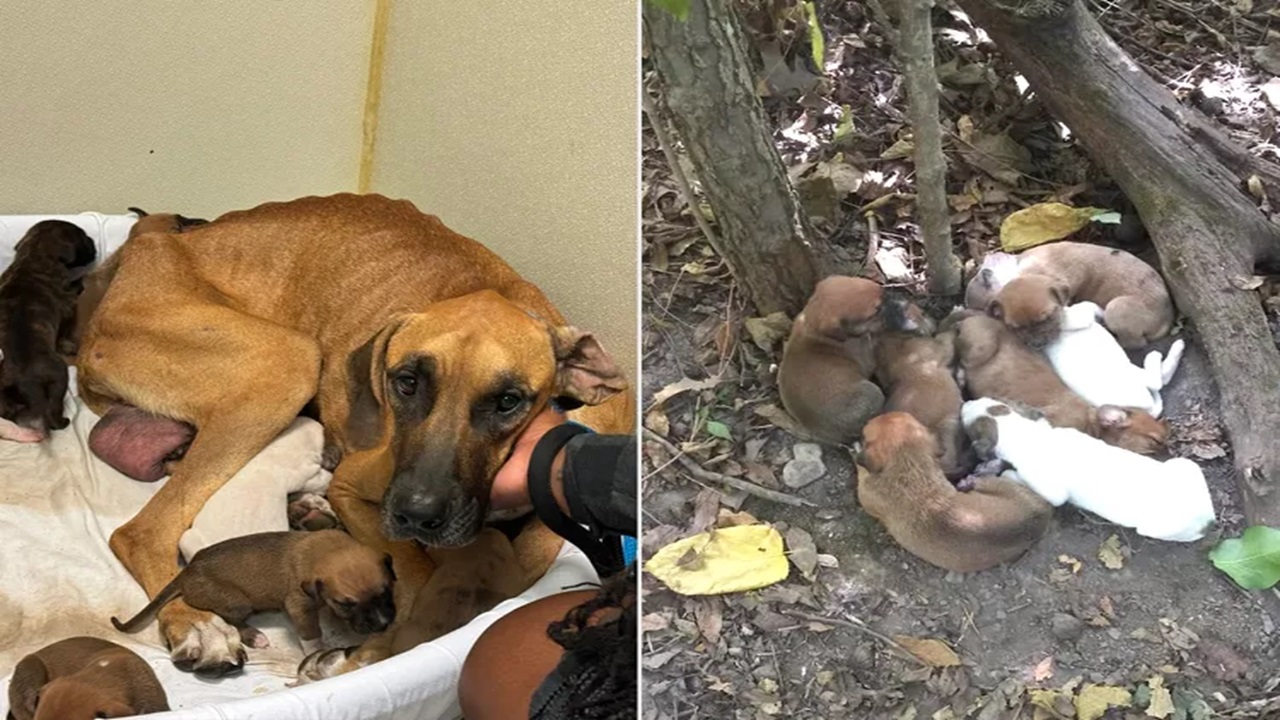 Mamma cane con i cuccioli nel bosco