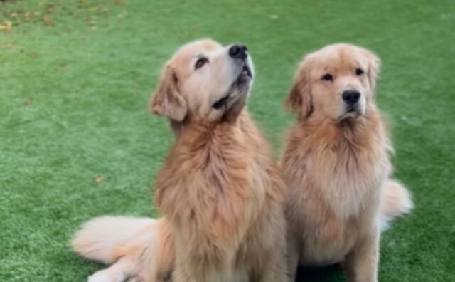 Questi Golden Retriever si godono una meravigliosa sorpresa poco tempo prima del loro trasloco (VIDEO)