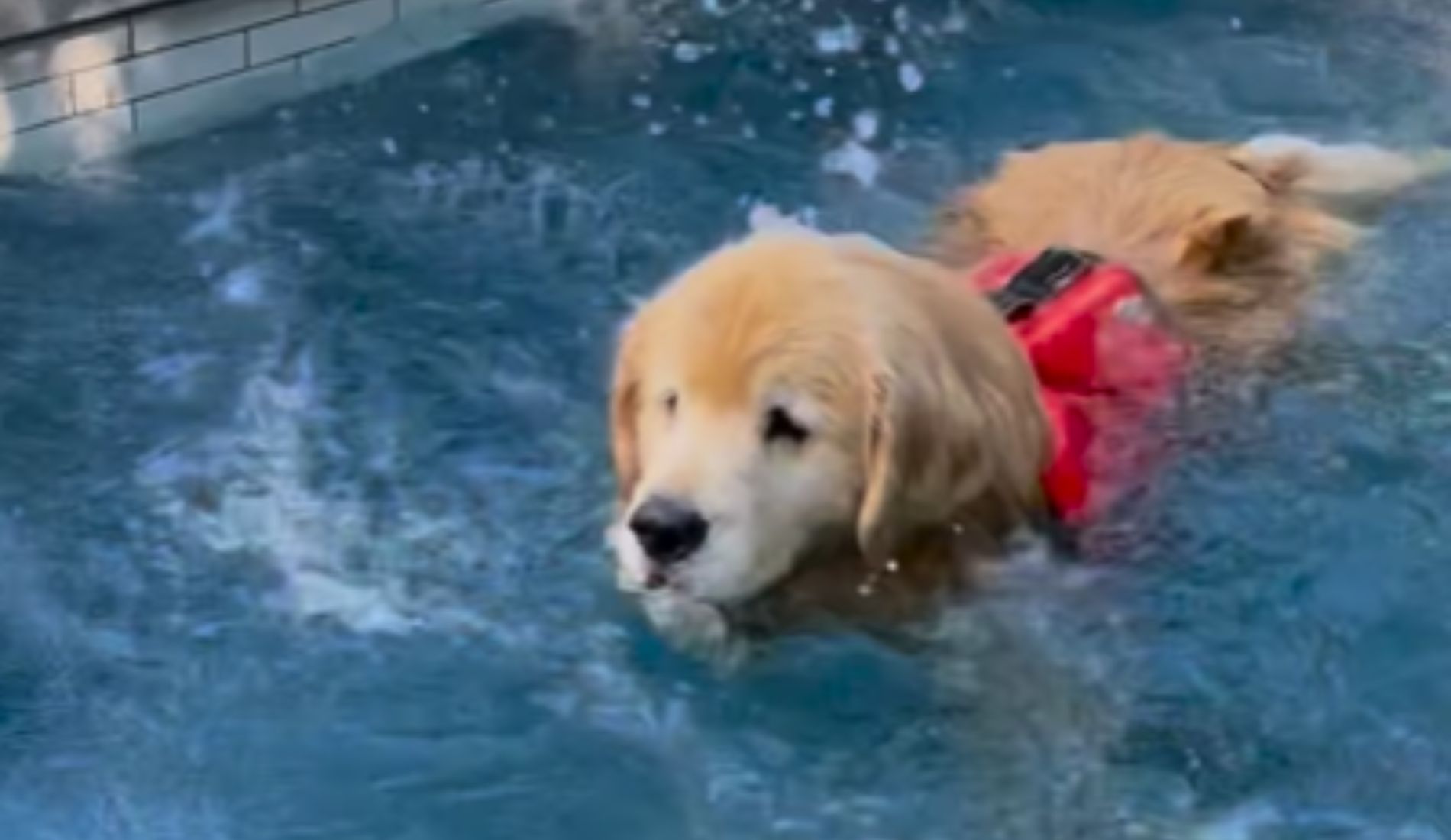 cane in piscina