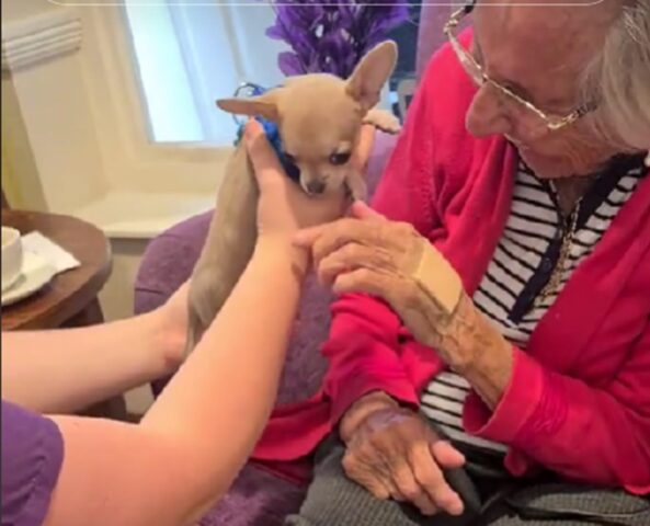 Nonni della casa di riposo si illuminano quando un cucciolo va a far loro visita