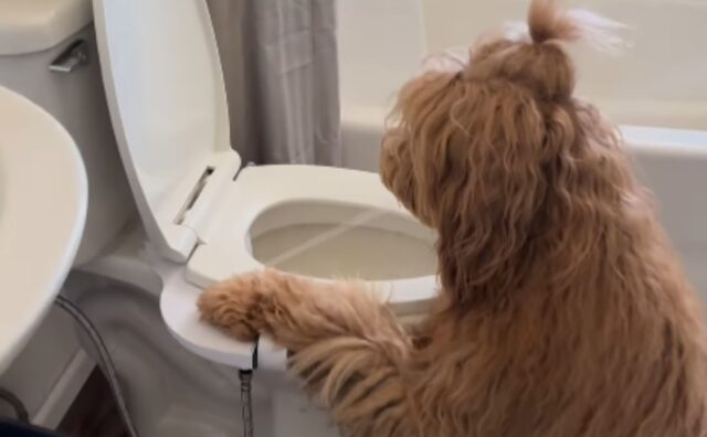 Installano un nuovo bidet, ma il Goldendoodle non ha dubbi: è la sua nuova fontanella personale (VIDEO)