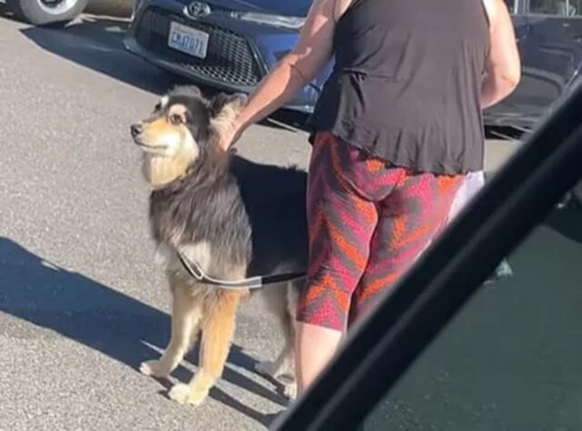 Nuovo compagno non va d’accordo con il cane e lo portano in canile: la sua reazione