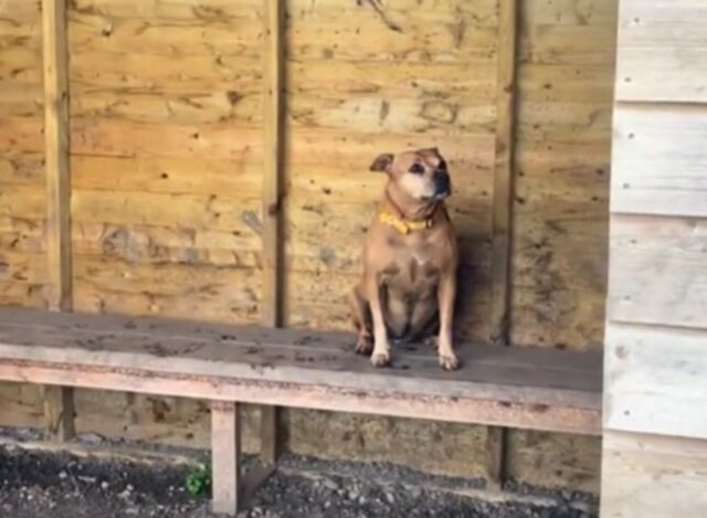 Parco intero affittato per il cane, ma qualcosa non va secondo i piani