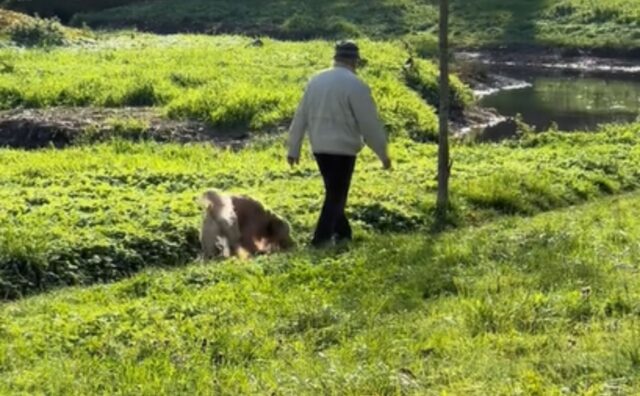 I “tratti tossici” di questo cane durante la passeggiata stanno facendo ridere davvero tutti (VIDEO)