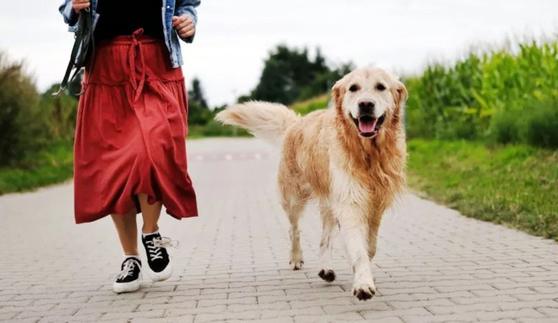 cane golden