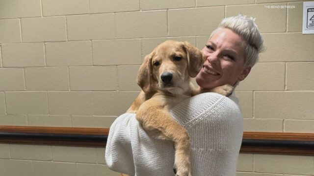 Pink in concerto con un cane in cerca di casa: la strana richiesta durante il tour