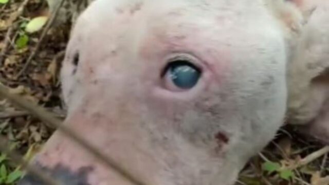 Hanno trovato questo Pitbull così, in mezzo al bosco: era cieco e ormai senza speranza