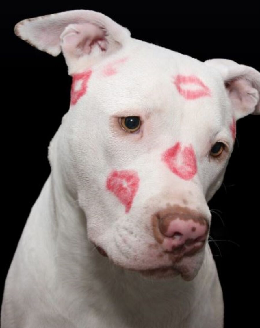 un pitbull bianco