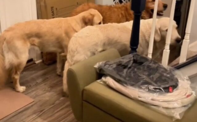 La routine notturna dei cani e della loro mamma umana è una scena assolutamente da vedere (VIDEO)