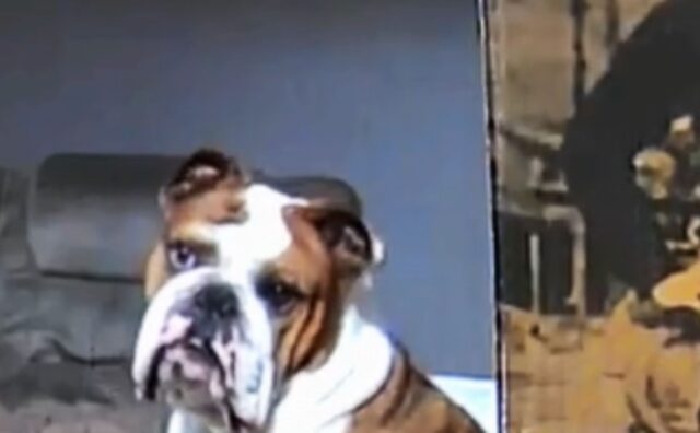 Il Bulldog singhiozza sommessamente quando la mamma se ne va e tutti si commuovono (VIDEO)