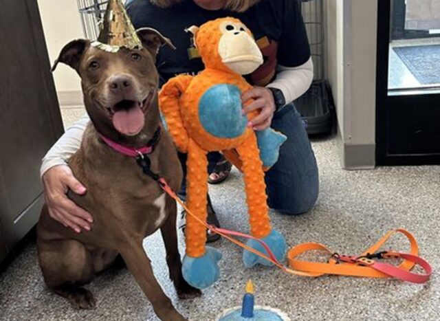 Il sorriso del cane che è stato adottato dopo 824 giorni trascorsi in un rifugio