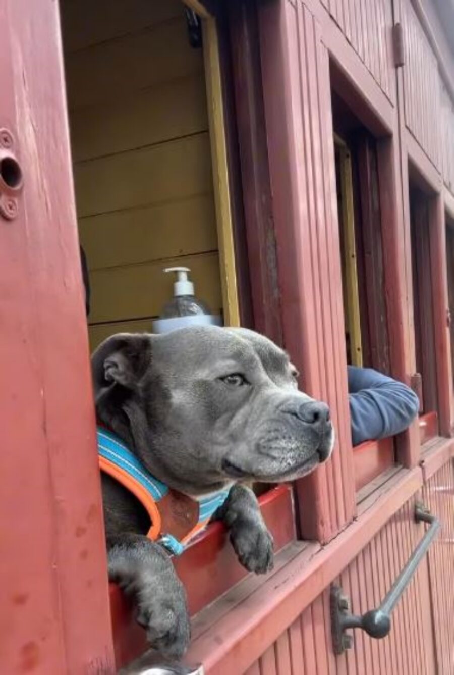 un amstaff sul treno