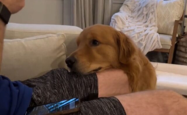 Questo Golden Retriever ha una strategia di accattonaggio che vi farà invidiare la sua furbizia (VIDEO)