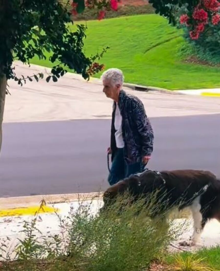 una nonnina con il suo cane Terranova