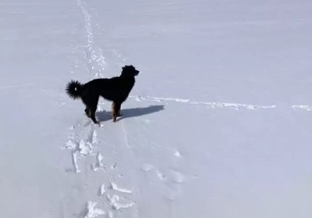 Trovato vivo il cane dell’alpinista tedesco scomparso da più di 15 giorni