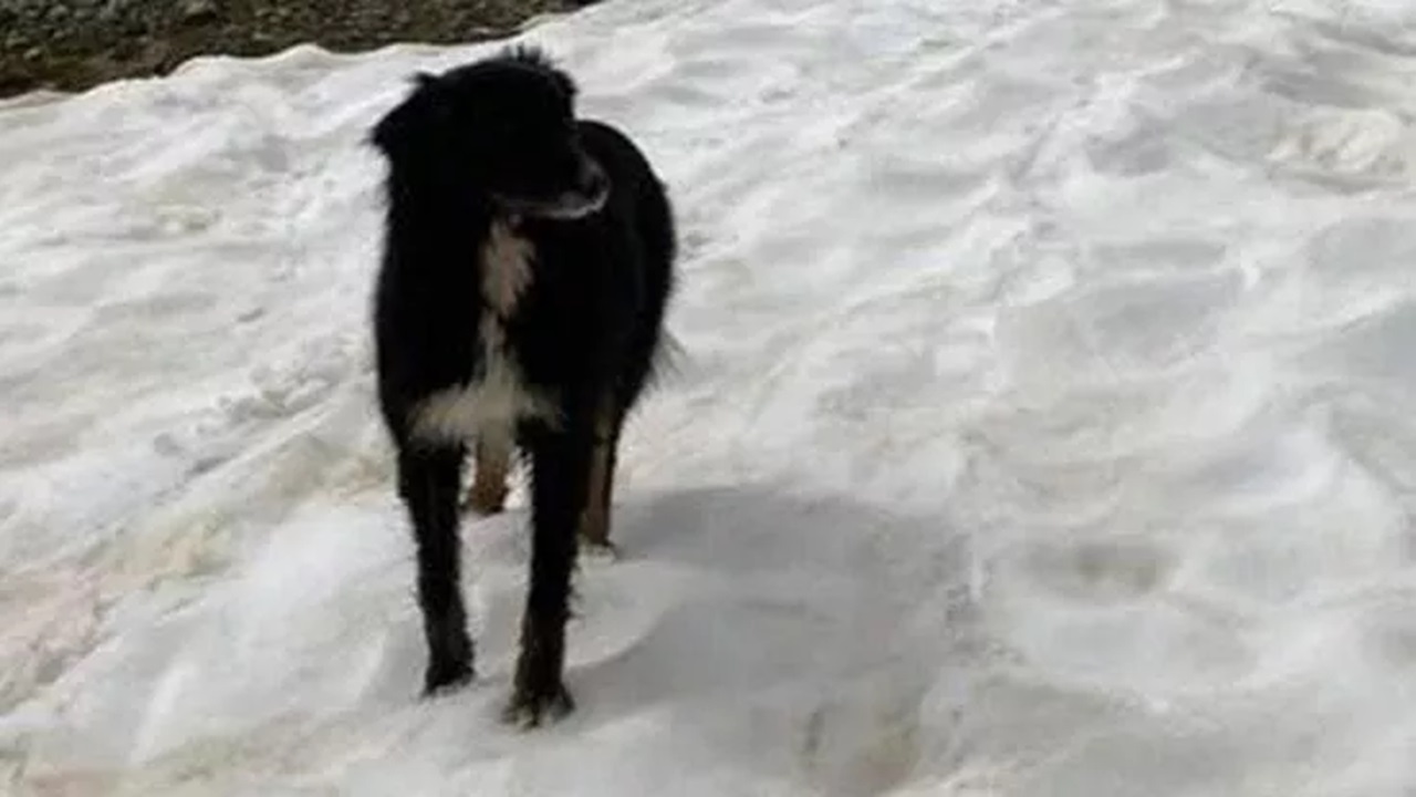 Cane smarrito in montagna