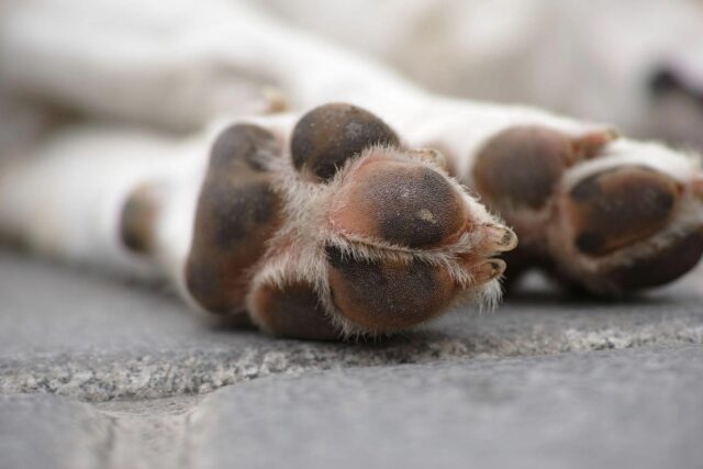 Uomo spara a un cane e lo lascia a terra senza soccorrerlo