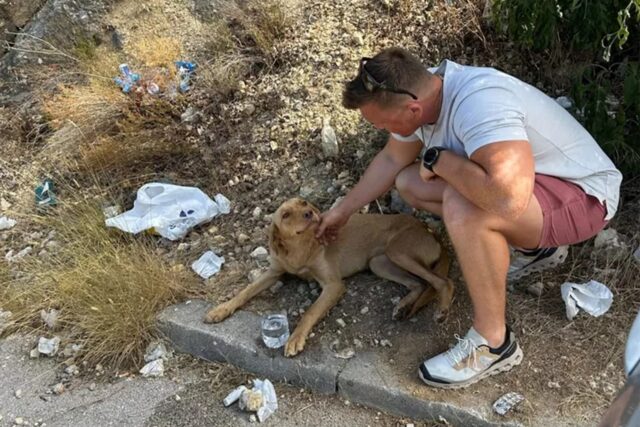 Veterano salva randagio ferito di cui si è innamorato in Bosnia