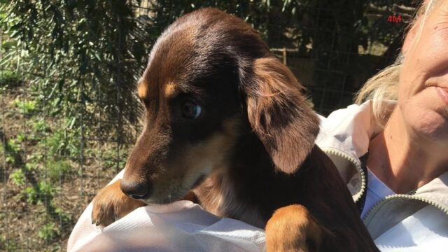 52 cani salvati a Sarzana cercano una nuova casa per sempre