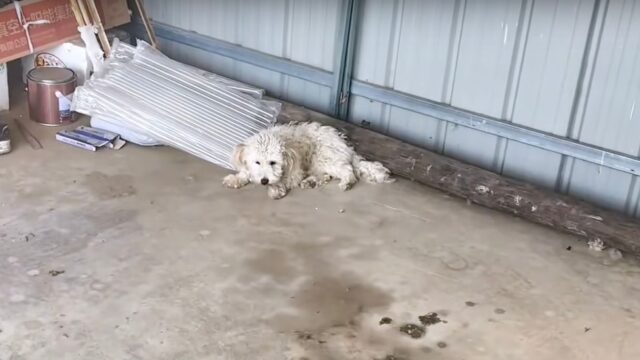 Abbandonato a causa della sua malattia, questo cane sembrava destinato a lasciarsi indietro la felicità – Video