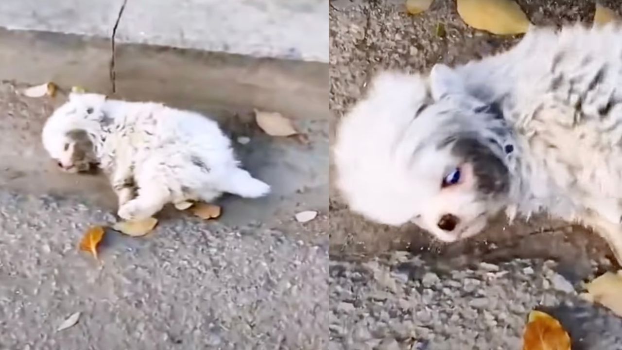 Cucciolo di cane non riesce a camminare