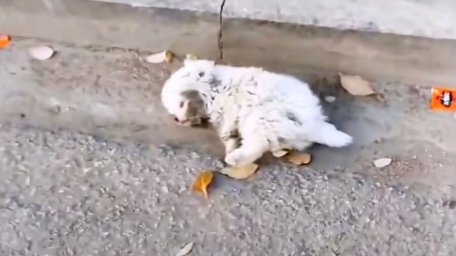 Aveva appena tre settimane: il cucciolo di cane strisciava impotente sperando che qualcuno lo notasse – Video