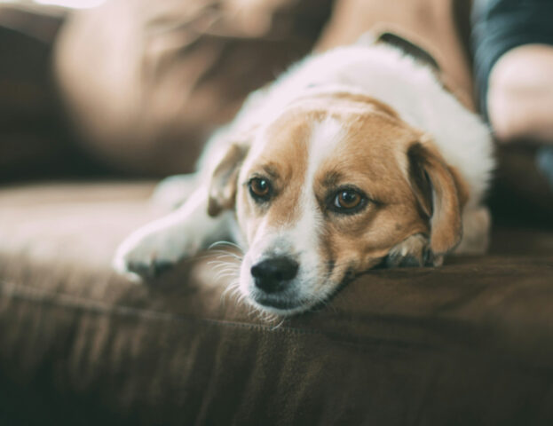 C’è un posto nel mondo dove pensando di dare un congedo ai padroni di cani che stanno male