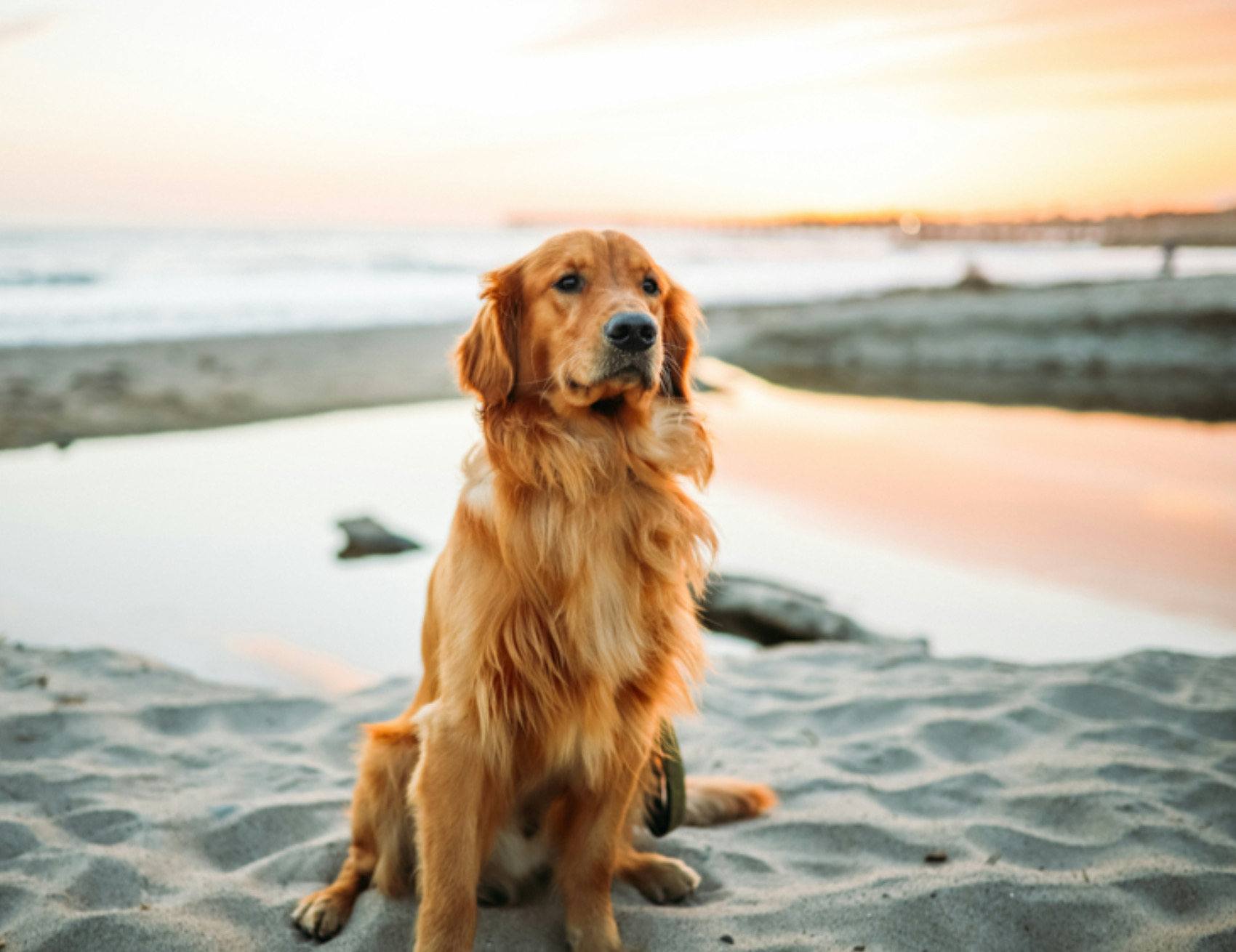 Cane in spiaggia