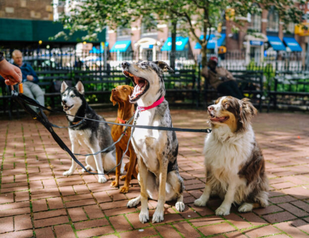 Cosa significa davvero se sogno di passeggiare con i cani?