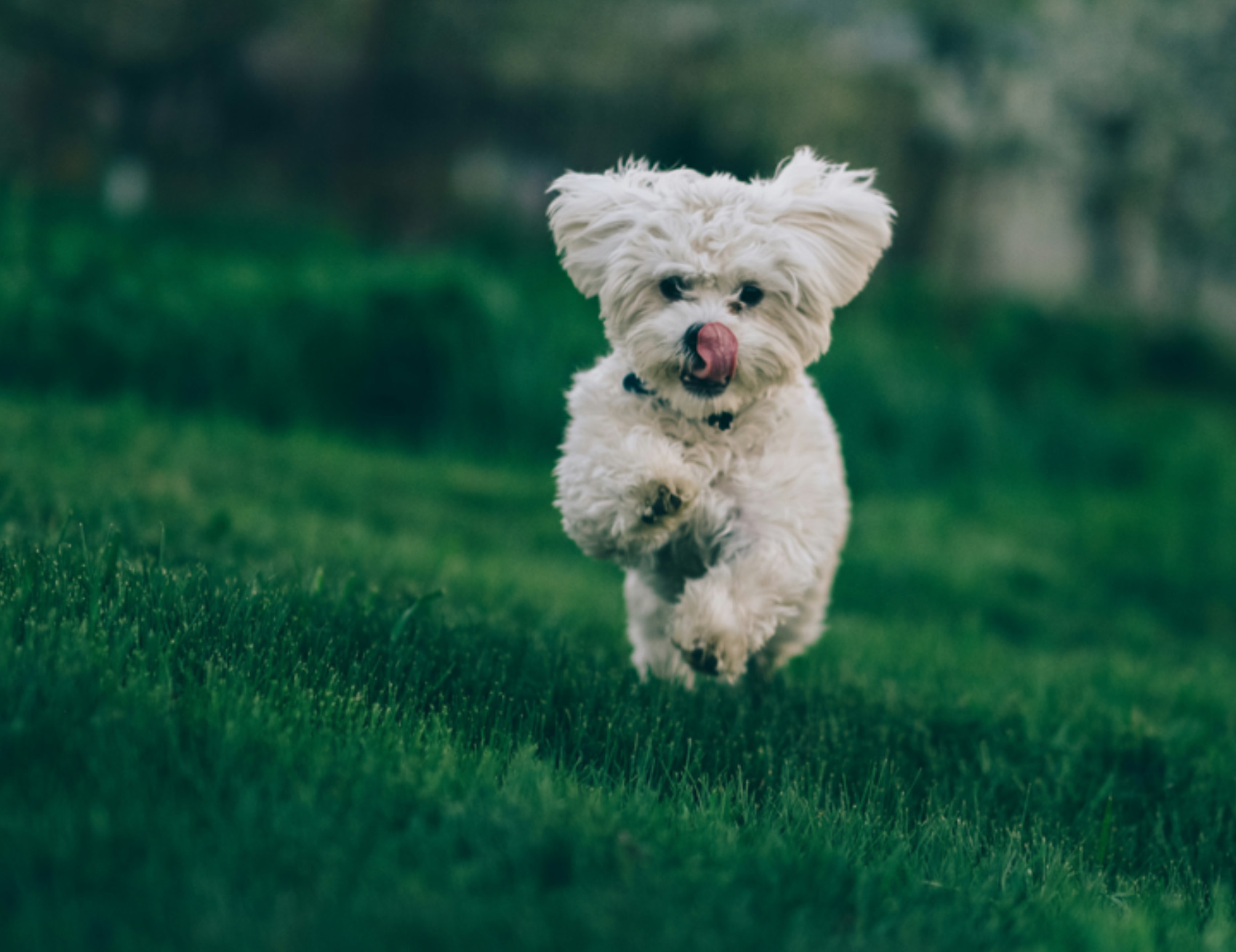 Cane corre felice