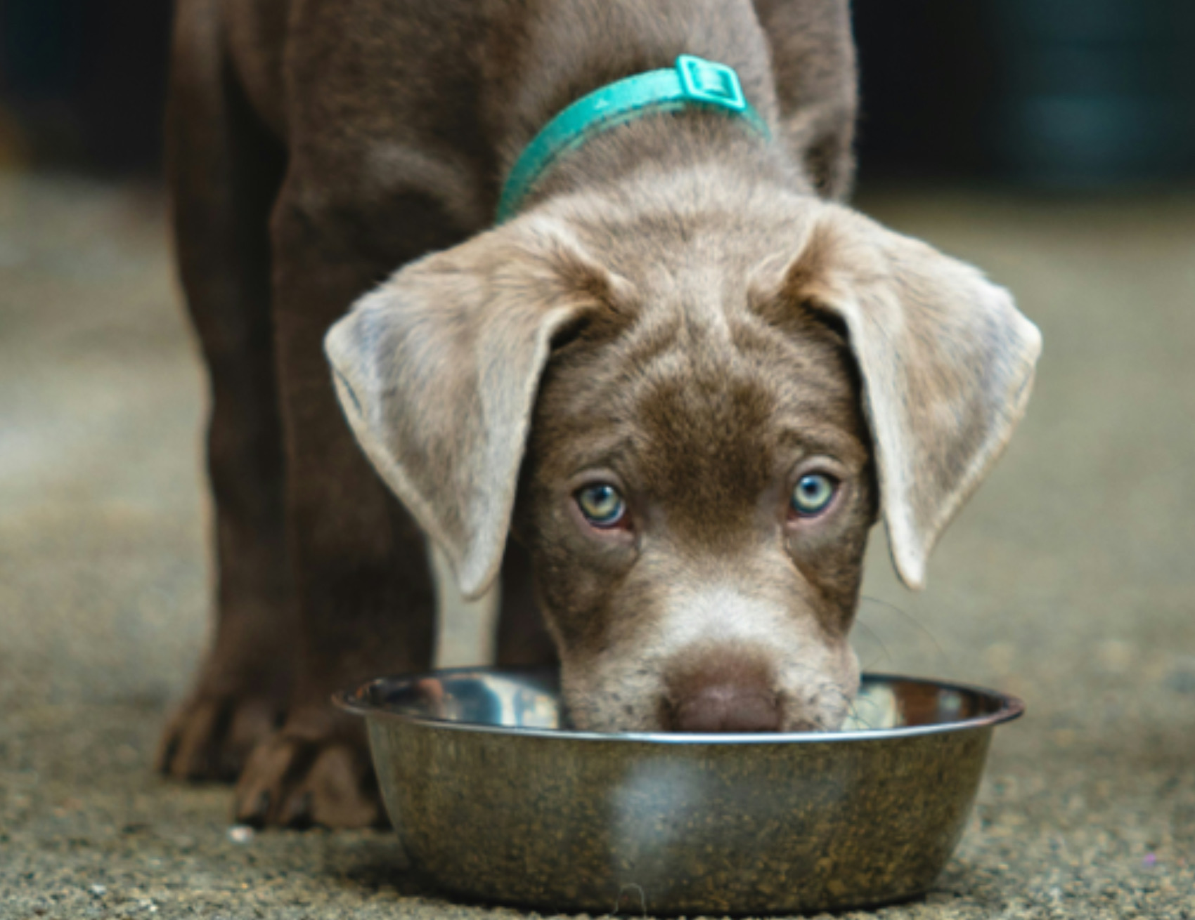 Cane beve alla ciotola