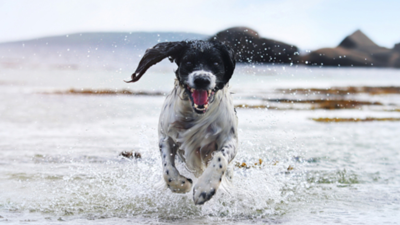 Cane in acqua